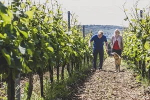 Couple se promenant dans un vignoble de la Drôme, près de l'Ardèche, avec un chien.